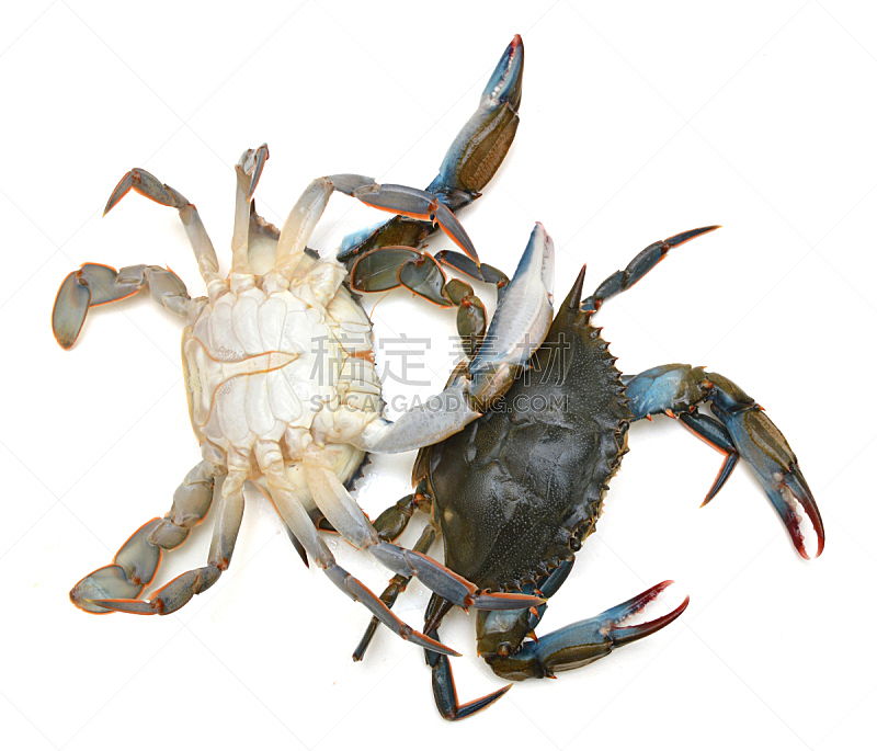蓝蟹,白色,分离着色,十足目,比较,食品,野生动物,巨蟹座,动物,贝壳