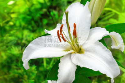 特写,白色,园林,选择对焦,水平画幅,无人,夏天,户外,仅一朵花,百合花