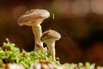蘑菇,蜂蜜,蜜环菌,组物体,褐色,水平画幅,无人,苔藓,生食,户外