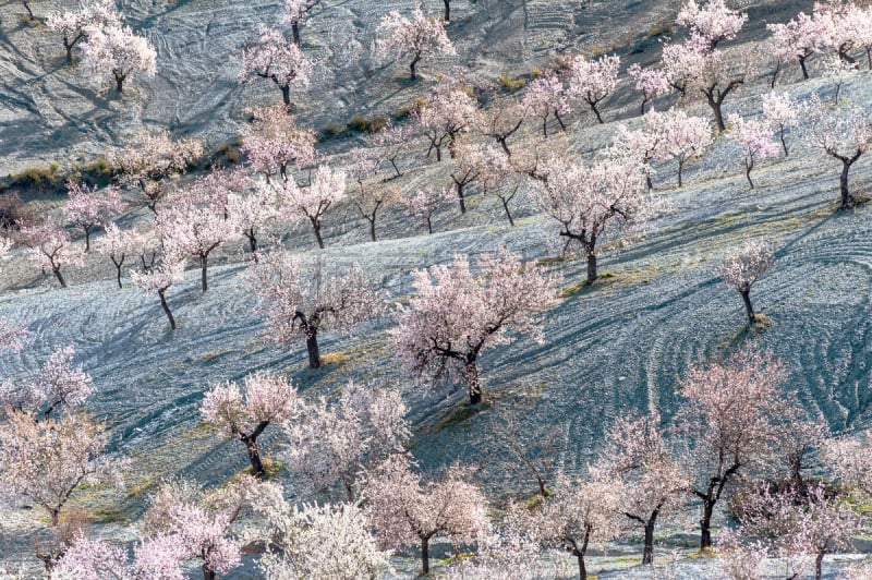 杏树类,花朵,贝莱斯布兰科,阿尔梅里亚,旅游目的地,水平画幅,无人,安达卢西亚,户外,西班牙