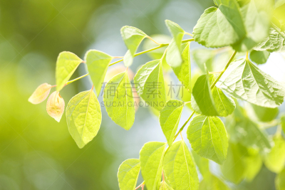 连香树属,水平画幅,绿色,秧苗,无人,夏天,春天,植物,新生活,光