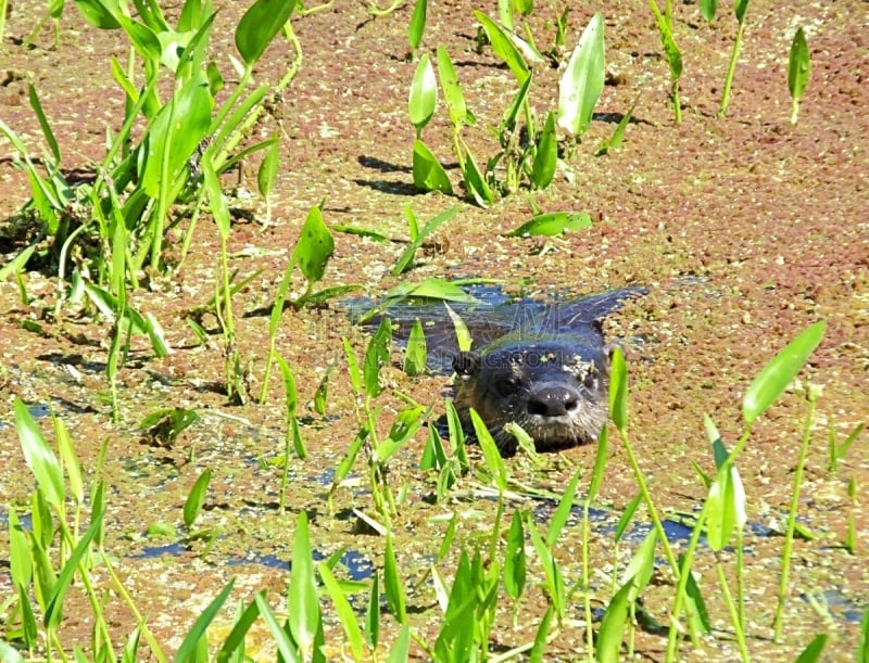 佛罗里达,水獭,湿地,北美河獭,水生植物,自然,野生动物,图像,哺乳纲,野外动物