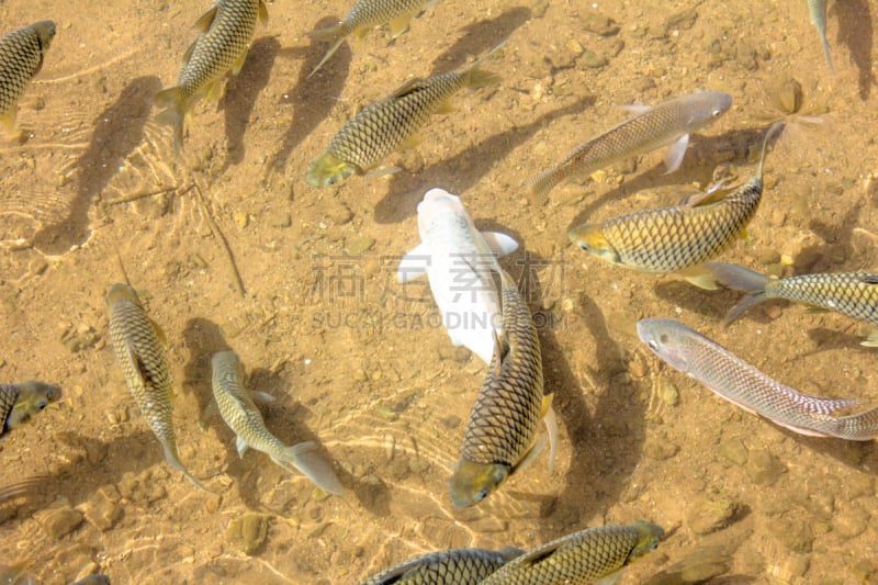 鱼类,水,自然,纯洁,自然美,深的,淡水,野生动物,鲟鱼,湖