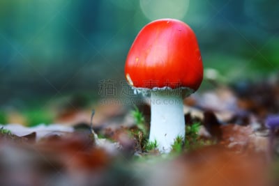 毒蘑菇,森林,毒蝇菇,伞形毒菌,植物叶柄,水平画幅,无人,户外,生物学,特写