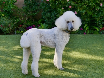 贵宾犬,后院,粉扑,遛狗师,纯种犬,犬恶丝虫,肖像,受过训练的狗,狗,个人卫生用品
