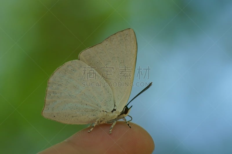 灰蝶科蝴蝶,灰蝶科,蓝色背景,自然,天空,矿物质,水平画幅,绿色,蝴蝶,蓝色