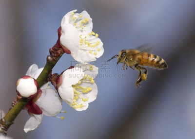 蜜蜂,枇杷,梅子,天空,水平画幅,动物身体部位,特写,植物,李子,枝
