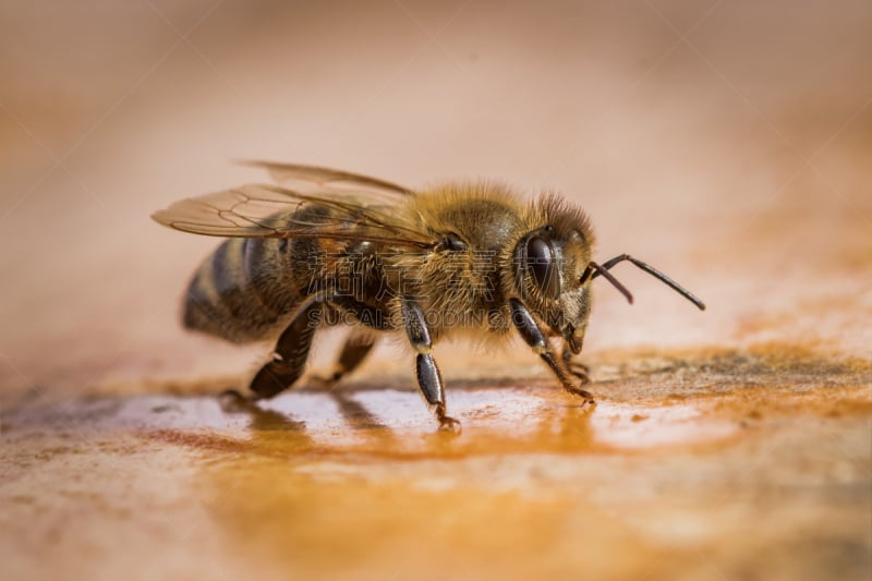 蜜蜂,蜂箱,大特写,图像,蜂王浆,伞形科,beekeeper,养蜂,水平画幅,罗马尼亚