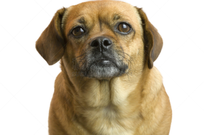 puggle犬,自然美,巴哥犬,比格犬,美,水平画幅,注视镜头,美人,人的脸部,休闲装