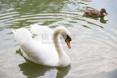 湖,白色,天鹅,鸭子,公鸭,小鸭子,水,美,褐色,游泳
