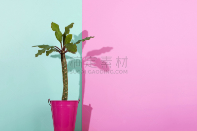 蓝色,仙人掌,粉色,彩色蜡笔,阴影,纺织工业,自然,美,水平画幅,小的