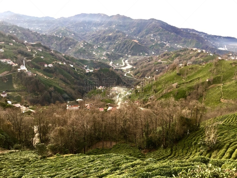 清新,红茶,乡村,茶树,农业,素食,茶叶,绿茶,菜园,环境保护