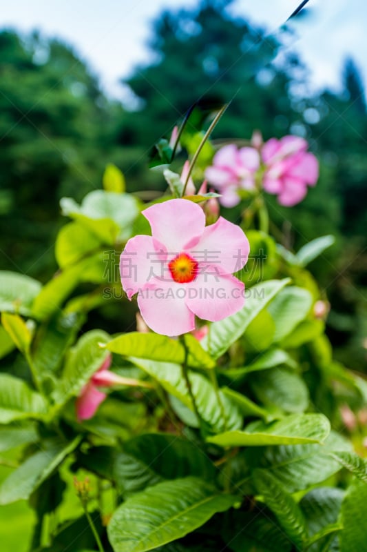 红蝉花,粉色,自然,热,清新,垂直画幅,图像,花朵,美,叶子