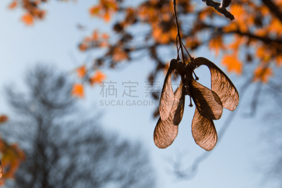 枫树,秋天,种子,加拿大,枫叶,树干,植物,背景,2015年,草原