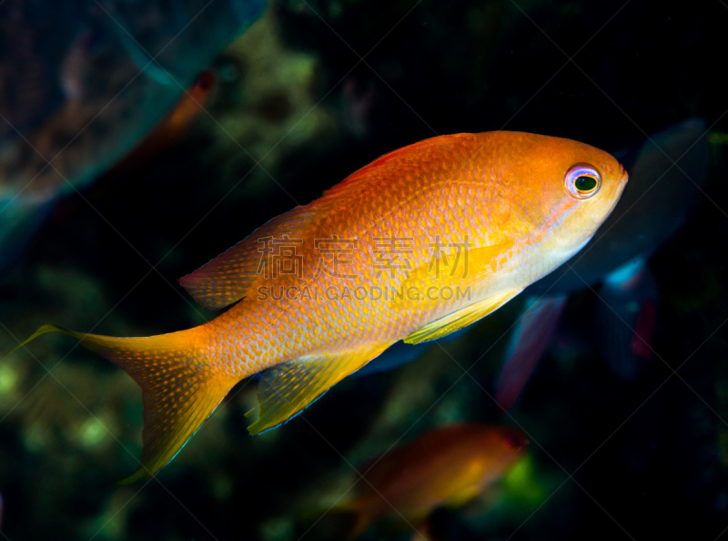 吕宋岛,雌性动物,anthias fish,沙璜,水平画幅,无人,蓝色,菲律宾,水下,生物学