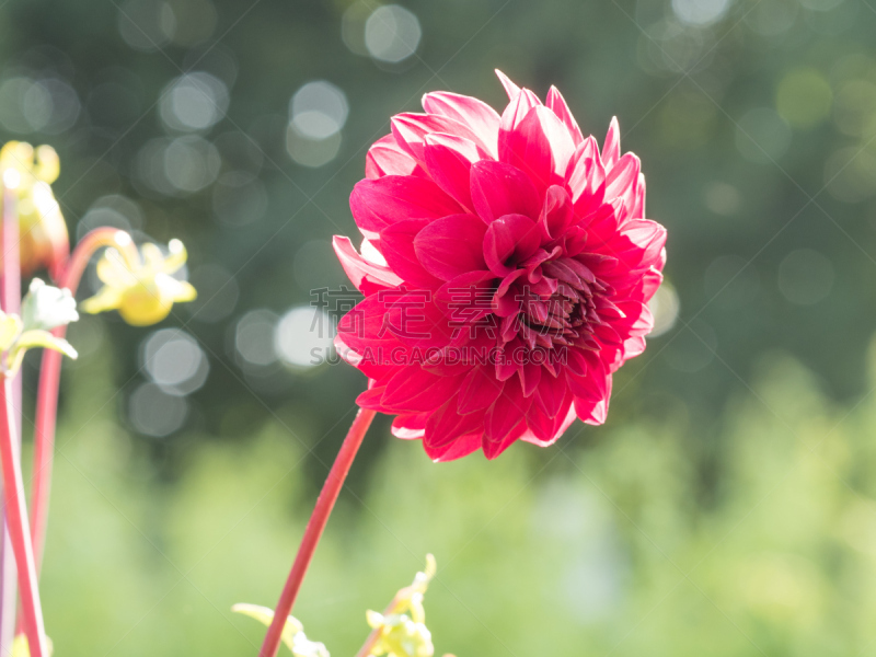 鱼尾菊,色彩鲜艳,鹭管鱼,美,水平画幅,无人,夏天,户外,草,特写