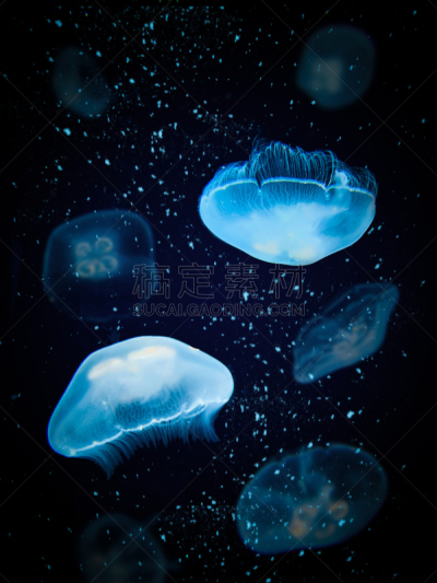 水母,泡泡,怪异,暗色,人工饲养动物,肖像,危险,科学,水下,自然