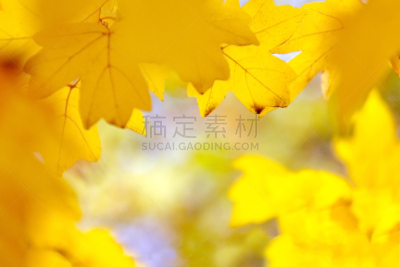 秋天,散焦,黄色,背景,运动模糊,枫叶,美,公园,边框,水平画幅