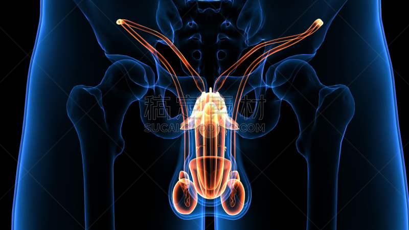 男性生殖系统,水平画幅,健康保健,男性,生殖器官,健康食物,摄影