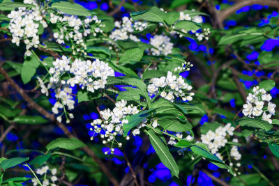 枝,花朵,鸟类,樱桃,鸟分支杆菌复合菌组,刺针樱桃树木,美洲稠李,大樱桃,小檗科,荧光灯