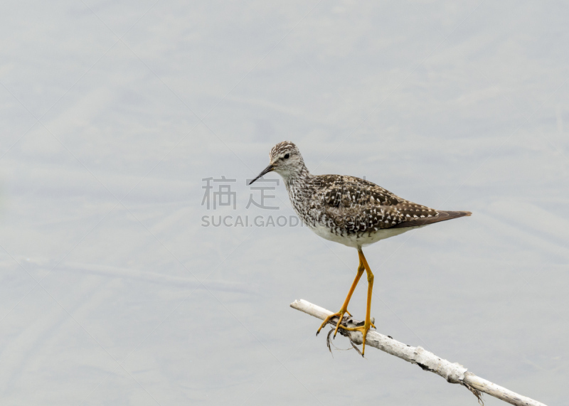 小黄脚鹬,矶鹞,野生动物,水平画幅,无人,鸟类,野外动物,户外,湖,海洋