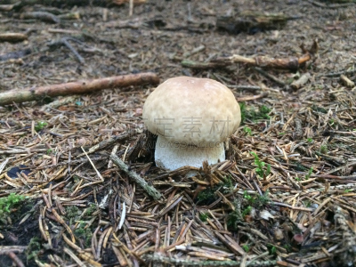 蘑菇,水平画幅,无人,星裂硬皮马勃,草,真菌,捷克,设备用品,体育器械,蔬菜