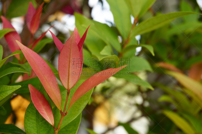 克里斯蒂娜,秋分,花头,自然,水平画幅,绿色,无人,自然美,红色,春天