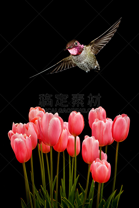 蜂鸟,黑色背景,郁金香,仅一朵花,垂直画幅,水平画幅,无人,鸟类,动物身体部位,户外