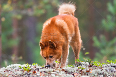 芬兰波美拉尼亚丝毛狗,动物,自然,纯种犬,水平画幅,捕猎行为,可爱的,斯皮茨狗,家畜,秋天