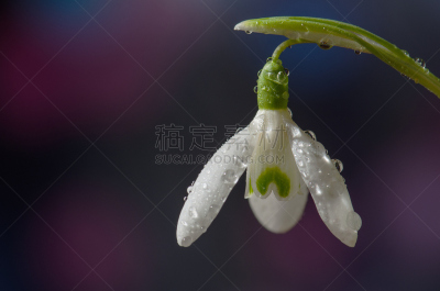 雪花莲,清新,露水,早晨,埃平森林,季节性情绪失调,饰品花,春季系列,粉色背景,雪