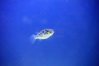 河豚,水,美,水平画幅,水肺潜水,刺河豚,无人,水下,安达曼海,动物习性