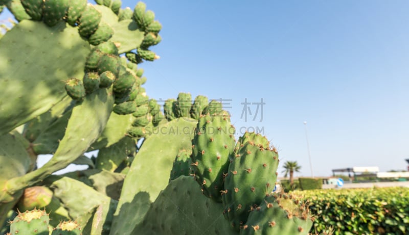 仙人掌,水没脚踝,天空,水平画幅,无人,荆棘,夏天,特写,仅一朵花,植物