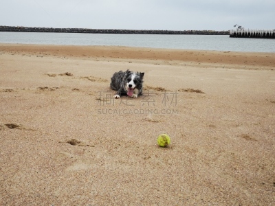 网球,幼小动物,边境牧羊犬,海滩,蓝陨石边境牧羊犬,训服,可爱的,比利时,纯种犬,球