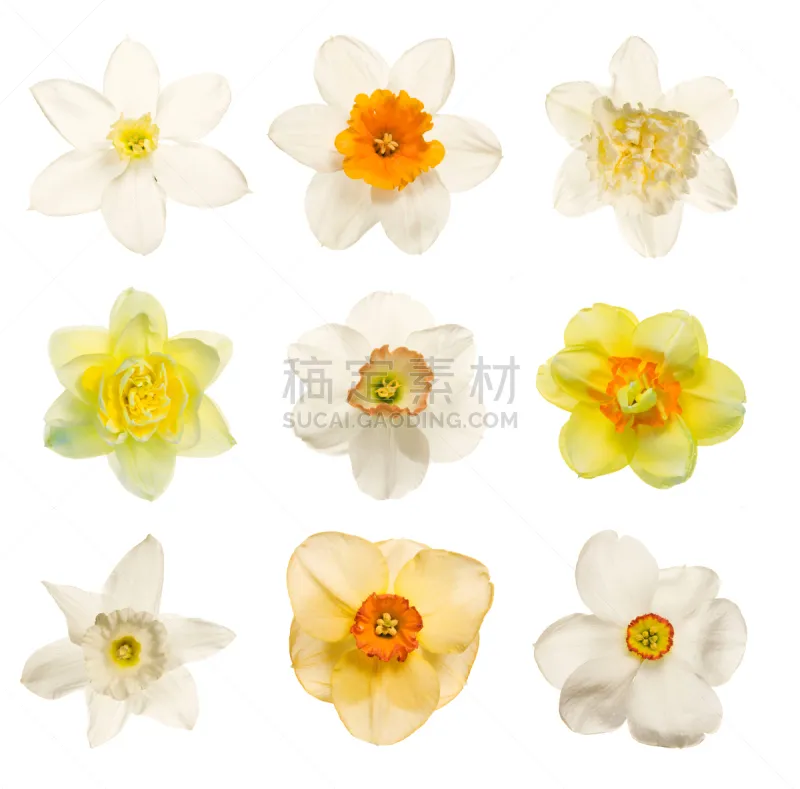 水仙花 白色 黄色 多花水仙 合成图像 复活节 水平画幅 无人 偏远的 组物体图片素材下载 稿定素材 水仙花 白色 黄色 多花水仙 合成图像 复活节 水平画幅 无人 偏远的 组物体图片素材下载 稿定素材