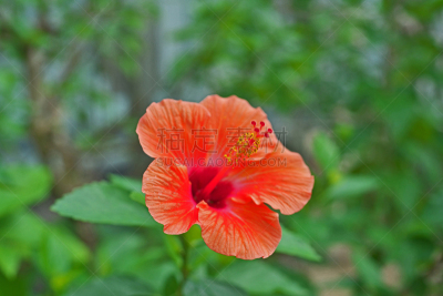 Hibiscus
ハイビスカス