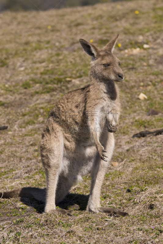 袋鼠,澳大利亚,antilopine wallaroo,垂直画幅,哺乳纲,野生动物,有袋亚纲,无人,动物,野外动物