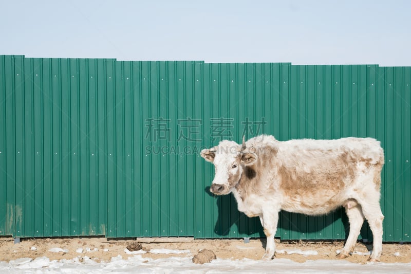 母牛,绿色,阿伯丁安格斯牛,围墙,美,褐色,水平画幅,雪,无人,户外