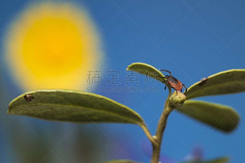 豆,蜱,卡斯托尔,安氏革蜱,水平画幅,夏天,户外,草,特写,工作室