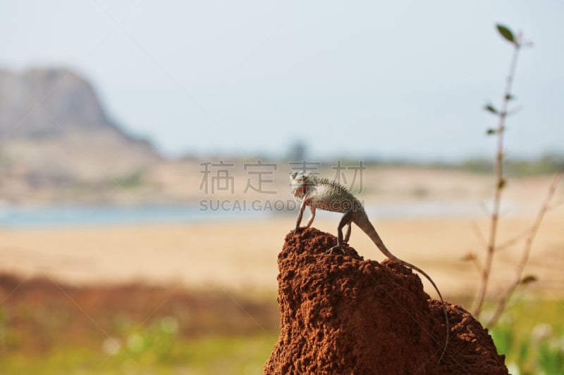 变色龙,爬虫学,选择对焦,留白,公园,褐色,水平画幅,山,蜥蜴