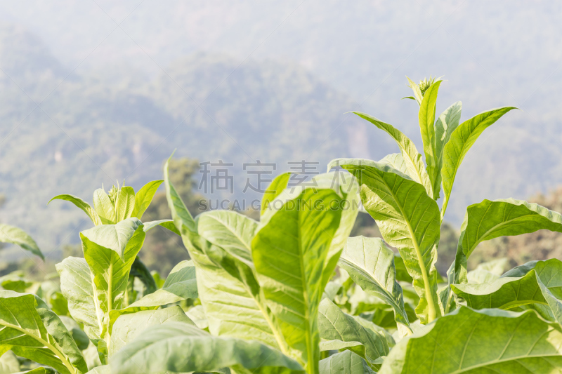 烟草,植物,塔巴科恩,花烟草,茄科,雪茄,尼古丁,自然,水平画幅,花