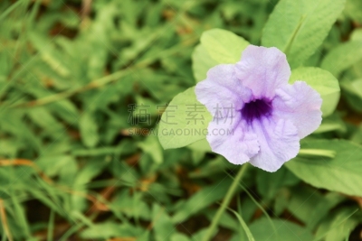 花头,紫色,早晨,豆荚,风疹病毒,石南花标志,法式袖口,神经根,科林斯式,矮牵牛花