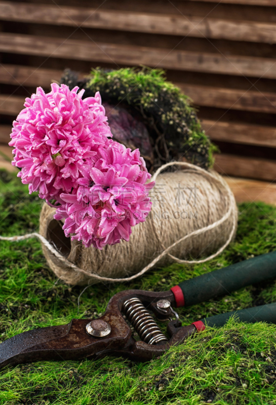 风信子,仅一朵花,花朵,垂直画幅,绿色,秧苗,无人,洋葱,苔藓,泥土