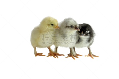 可爱的,小鸡,三只动物,彩色图片,多样,铜,麦兰鸡,活力,复活节,背景分离