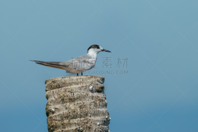 燕鸥,水,天空,美,水平画幅,优美,鸟类,动物身体部位,野外动物,沼泽
