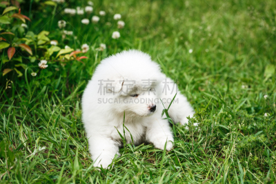 莱卡犬,萨摩耶犬,自然,小狗,水平画幅,进行中,夏天,套装,户外,草