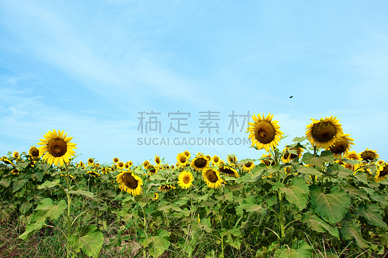 田地,向日葵,自然,天空,水平画幅,蜜蜂,地形,无人,色彩鲜艳,夏天