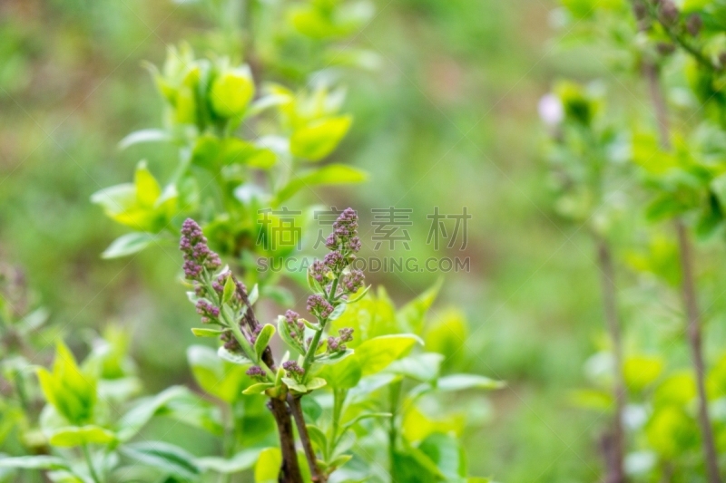 紫色,水平画幅,无人,夏天,户外,特写,火箭,花蕾,蜂王,植物