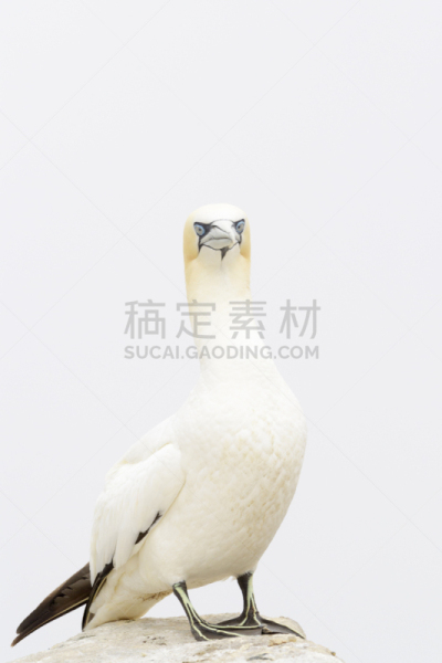 北方鲣鸟,自然界的状态,野生动物,鲣鸟,一只动物,动物,鸟类,岩石,户外,全身像