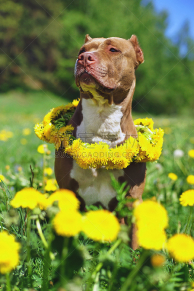 美国比特斗牛犬,褐色,户外,部分,狗,蒲公英,绿色,黄色,人的耳朵,白色