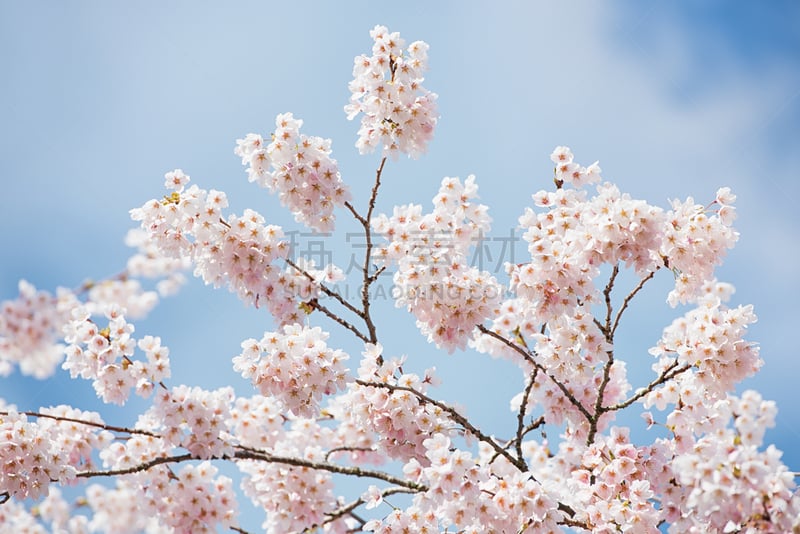 樱花,华盛顿洲大学,樱桃,西雅图,春天,美国,水平画幅,无人,果树,花瓣